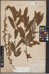 Foto von Salix caprea L. x Salix eleagnos Scop.